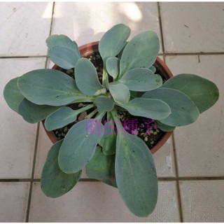 【萌田種子~】T62 生蠔葉種子2粒,適用於輕食或前菜，素食料理  ~-細節圖2