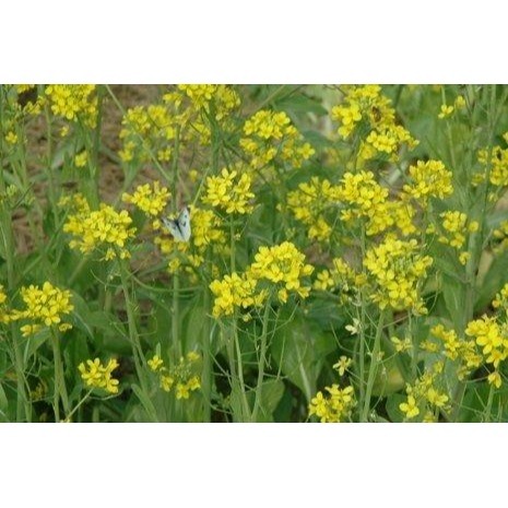 【萌田種子~】T65 油菜花種子30公克裝 , 綠肥.花海種子 , 最容易種植的農作物之一 ~-細節圖2