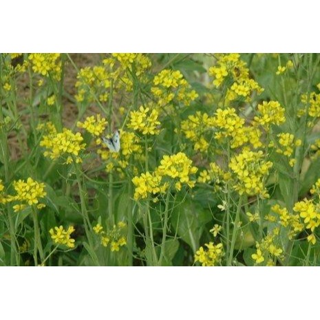 【萌田種子~】T66 40天早生油菜花種子1斤裝 ,  綠肥.花海種子 , 最容易種植的農作物之一 ~-細節圖2
