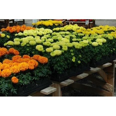 【萌田種子~】T67 萬壽菊混合色種子~35公克裝~驅除線蟲 ,景觀花卉.花海種子~-細節圖2