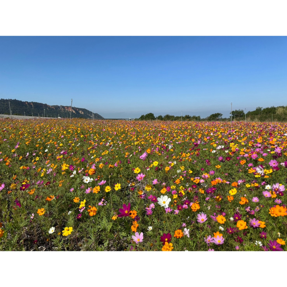 【萌田種子】T69 波斯菊混合色種子7公克(約950粒) 花海種子 花卉種子~-細節圖2