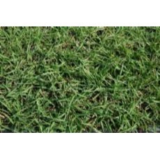 【萌田種子~】U01 超級假儉草草皮種子1公克 (約1000粒), 生長迅速  ~-細節圖2