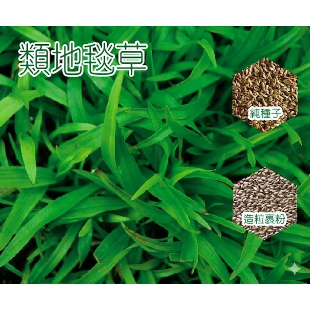 【萌田種子~】U02 類地毯草草皮種子10公克(造粒種子) , 適用性最廣的草皮種子 ~-細節圖2