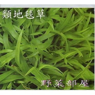 【萌田種子~】U02 類地毯草草皮種子10公克(造粒種子) , 適用性最廣的草皮種子 ~-細節圖3