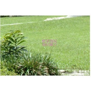 【萌田種子~】U04 全綠草種子2200公克 , 優質配方種子, 全年可種 , 適應性極佳, 草皮種子~-細節圖2