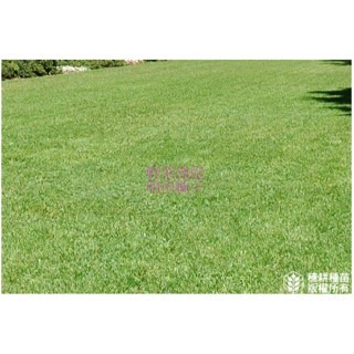 【萌田種子~】U04 全綠草種子2200公克 , 優質配方種子, 全年可種 , 適應性極佳, 草皮種子~-細節圖3
