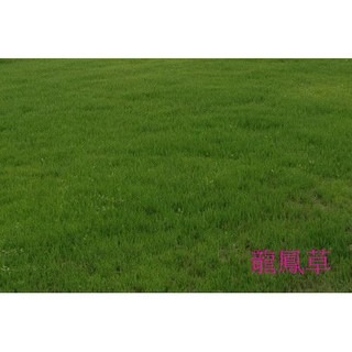 【萌田種子~】U05 龍鳳草草皮種子500公克 , 叢生性 , 生長慢 , 耐踐踏 . 草坪型高狐草 ~-細節圖2