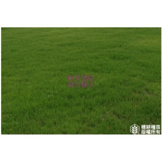 【萌田種子~】U05 龍鳳草草皮種子500公克 , 叢生性 , 生長慢 , 耐踐踏 . 草坪型高狐草 ~-細節圖3