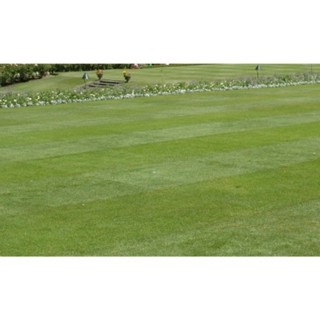 【萌田種子~】U06 達冠草種子15公克(約6000粒) , 多年生黑麥草 ,草頭娃娃專用草種 ,耐熱抗旱~-細節圖2