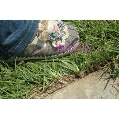 【萌田種子~】U08 百喜草種子20公克 ,裏粉造粒 ,耐踐踏 ,耐修剪 ,低維護~-細節圖3