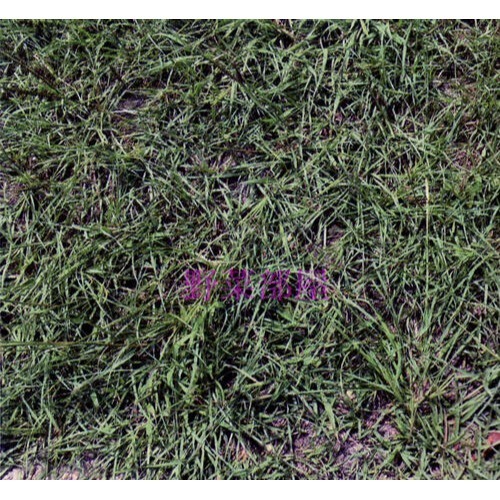 【萌田種子~】U08 百喜草種子20公克 ,裏粉造粒 ,耐踐踏 ,耐修剪 ,低維護~-細節圖2