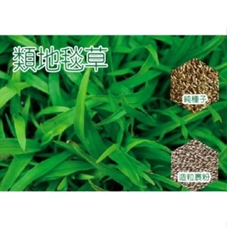【萌田種子~】U13 類地毯草純種子6公克 ,己脫殼種子 ,適用性最廣的草皮種子 ~-細節圖2