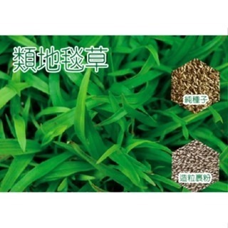 【萌田種子~】U13 類地毯草純種子6公克 適用性最廣的草皮種子 ~-細節圖2