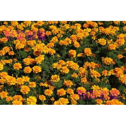 【萌田種子~】Y71 孔雀草種子50公克 , 栽培容易 , 美觀且可減少線蟲危害~-細節圖2