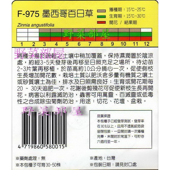 【萌田種子~】Y77 墨西哥百日草Mexicane Zinnia~穗耕種苗~天星牌種子~-細節圖2