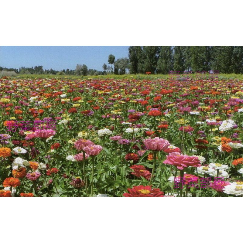 【萌田種子~】Y79 百日草種子35公克 , 全年均可種植 , 花色美麗 ~-細節圖2