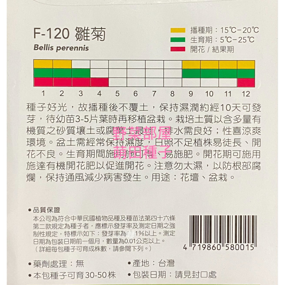 【萌田種子~】Y82 雛菊 English Daisy~穗耕種苗~天星牌種子~-細節圖2
