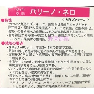 【萌田種子~】Z14 綠色圓型櫛瓜種子2粒 , 果實漂亮深綠色  ~-細節圖2
