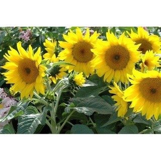 【萌田種子~】Z16 矮性向日葵 ~ ＂大微笑＂種子10顆 , 進口種子 ,株高30-40公分,花徑15-17公分~-細節圖2