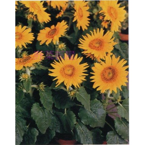 【萌田種子~】Z17 矮性向日葵＇賭神＇種子10顆 , 分枝性強 , 花徑10~15公分~-細節圖2