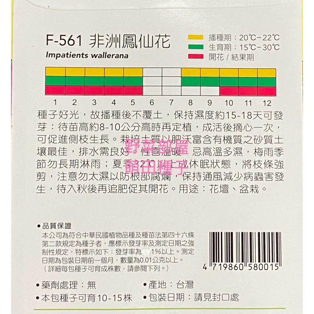 【萌田種子~】Y47 非洲鳳仙花Busy Lizzie~穗耕種苗~天星牌種子~-細節圖2