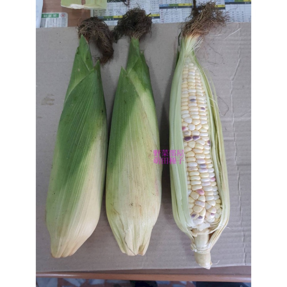 【萌田種子~】N10 彩雲甜糯玉米種子6公克(約20粒) , 口感香Q , 長勢強 ,耐倒伏 ,芯小有甜度~-細節圖2