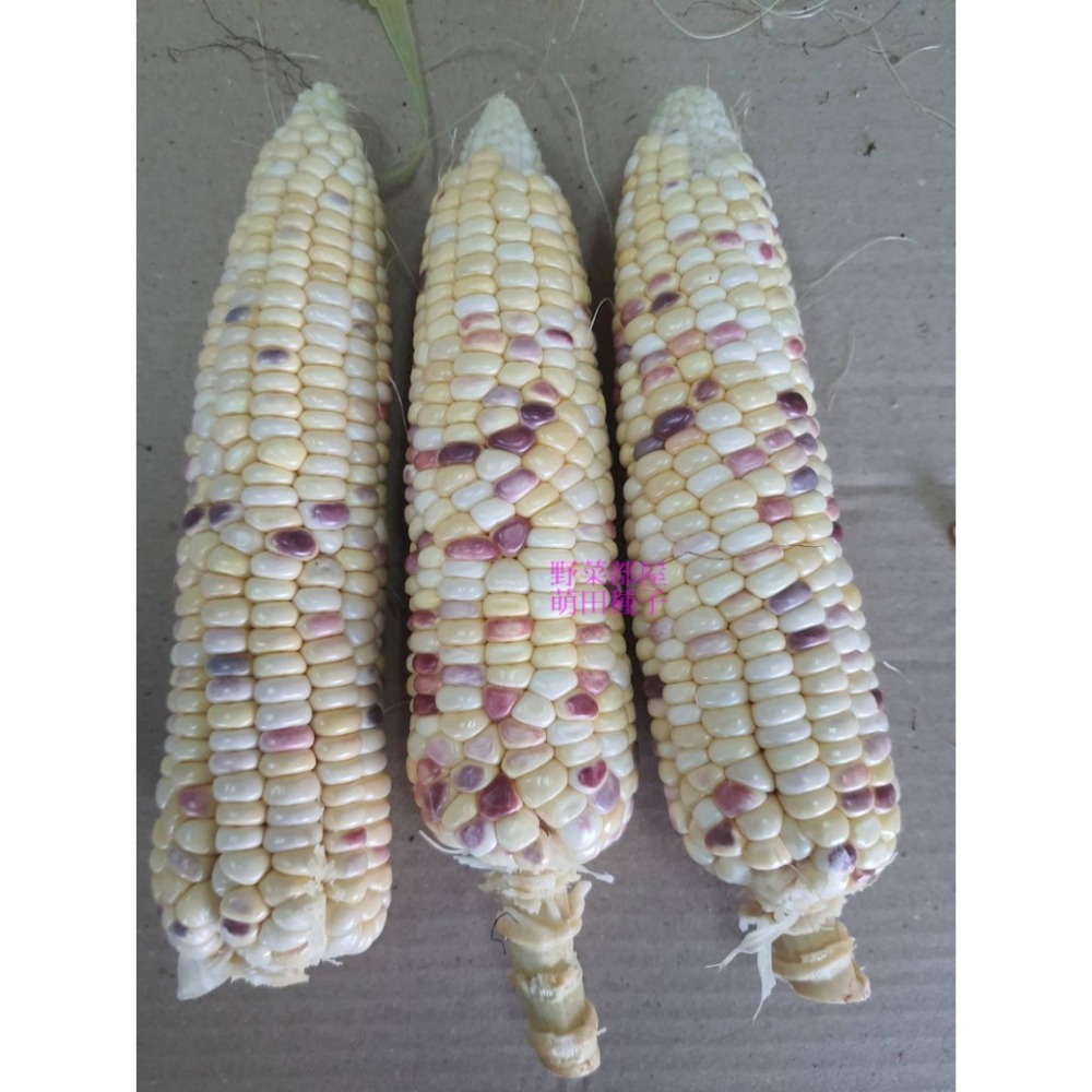 【萌田種子~】N10 彩雲甜糯玉米種子6公克(約20粒) , 口感香Q , 長勢強 ,耐倒伏 ,芯小有甜度~-細節圖5