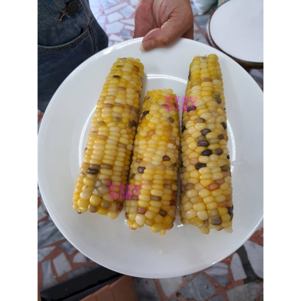 【萌田種子~】N10 彩雲甜糯玉米種子6公克(約20粒) , 口感香Q , 長勢強 ,耐倒伏 ,芯小有甜度~-細節圖6