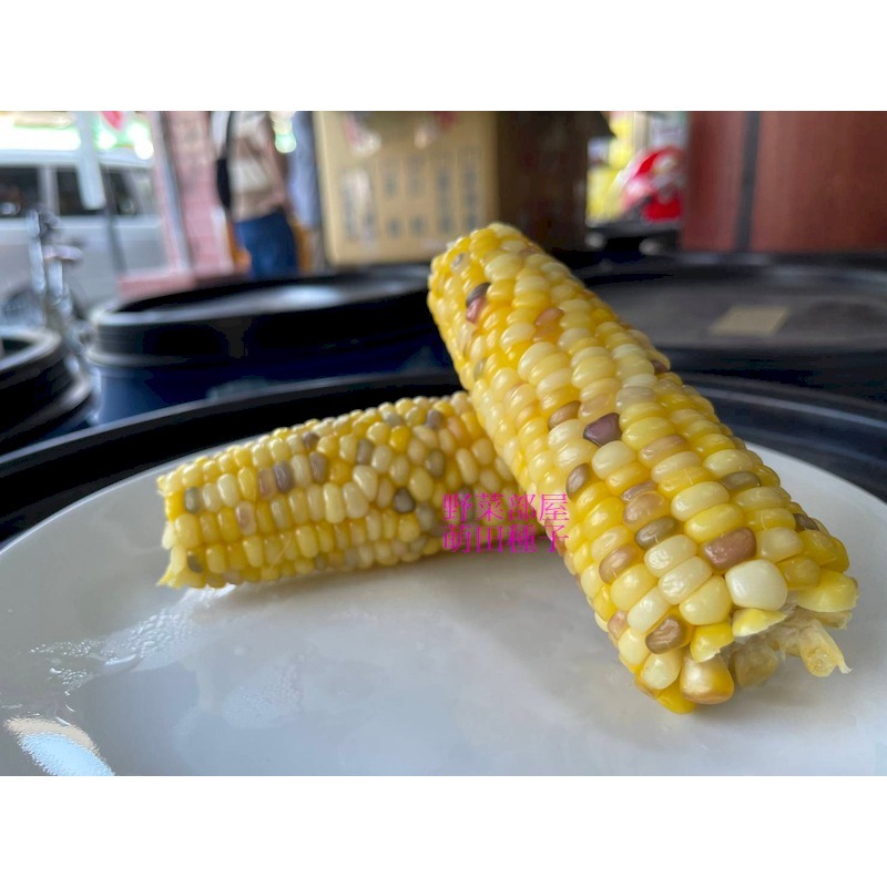 【萌田種子~】N10 彩雲甜糯玉米種子6公克(約20粒) , 口感香Q , 長勢強 ,耐倒伏 ,芯小有甜度~-細節圖7