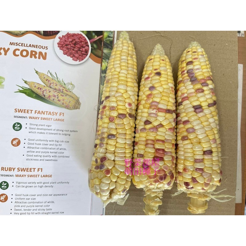 【萌田種子~】N10 彩雲甜糯玉米種子6公克(約20粒) ,買2送1 ,口感香Q , 長勢強 ,耐倒伏 ,芯小有甜度~-細節圖4