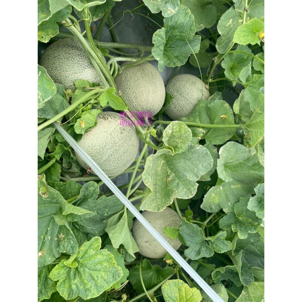 【萌田種子~】R51 紅櫻洋香瓜種子1粒 ,秋冬季品種 ,紅肉 ,皮薄果肉厚 ,網紋洋香瓜 ,抗病性強~-細節圖8