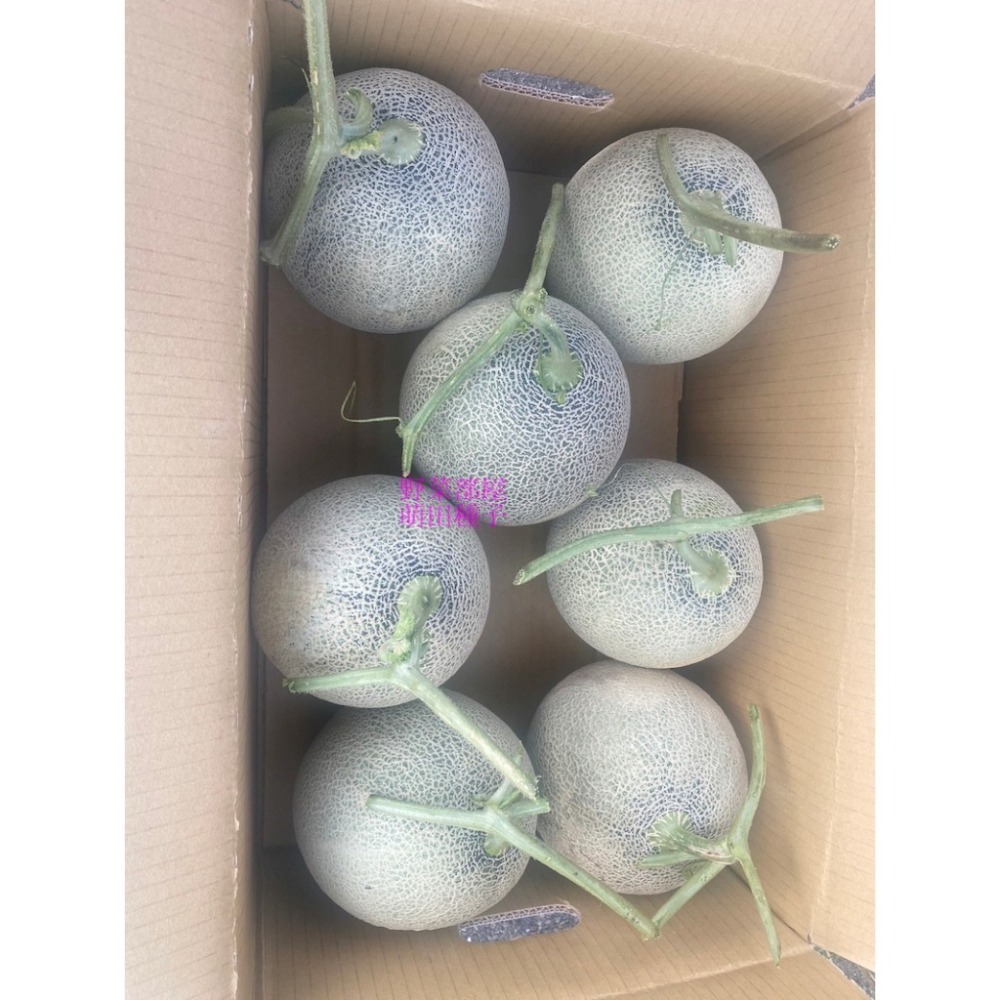 【萌田種子~】R51 紅櫻洋香瓜種子1粒 ,秋冬季品種 ,紅肉 ,皮薄果肉厚 ,網紋洋香瓜 ,抗病性強~-細節圖9