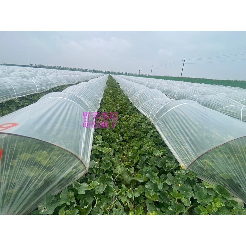 【萌田種子~】R51 紅櫻洋香瓜種子1粒 ,秋冬季品種 ,紅肉 ,皮薄果肉厚 ,網紋洋香瓜 ,抗病性強~-細節圖10