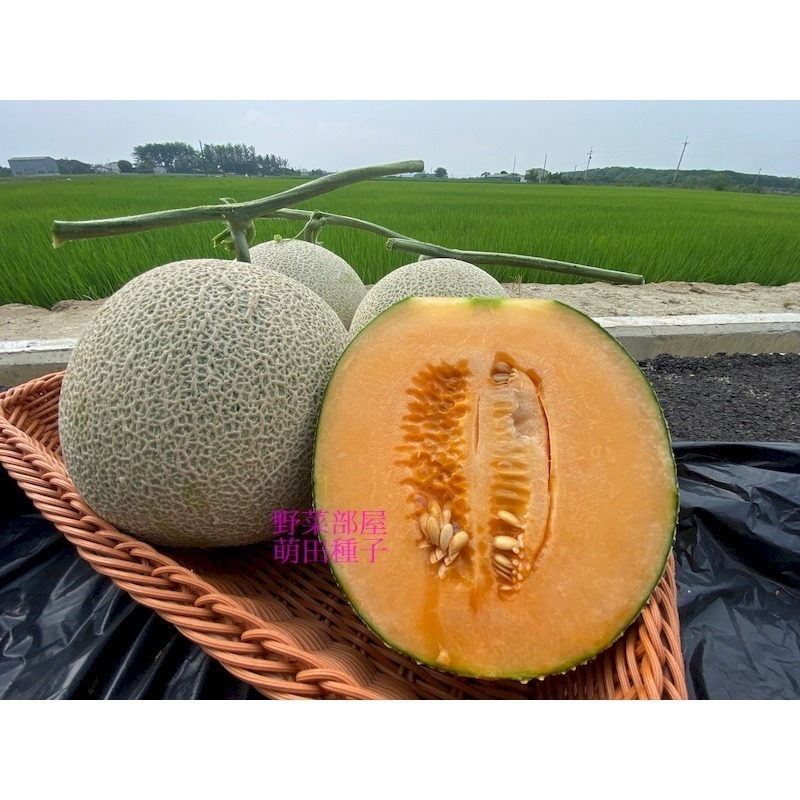 【萌田種子~】R51 紅櫻洋香瓜種子1粒 ,秋冬季品種 ,紅肉 ,皮薄果肉厚 ,網紋洋香瓜 ,抗病性強~-細節圖2