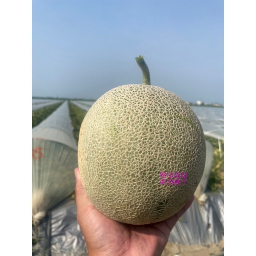 【萌田種子~】R51 紅櫻洋香瓜種子1粒 ,秋冬季品種 ,紅肉 ,皮薄果肉厚 ,網紋洋香瓜 ,抗病性強~-細節圖4