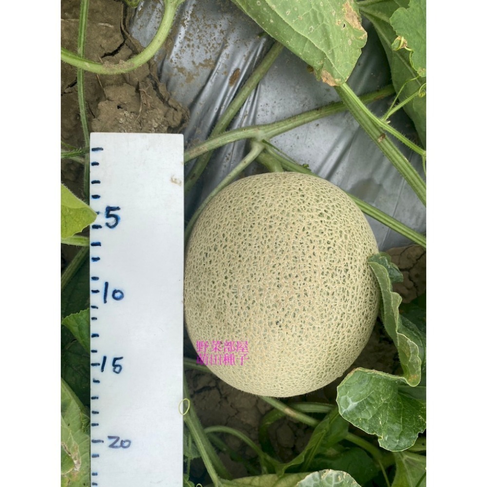 【萌田種子~】R51 紅櫻洋香瓜種子1粒 ,秋冬季品種 ,紅肉 ,皮薄果肉厚 ,網紋洋香瓜 ,抗病性強~-細節圖5