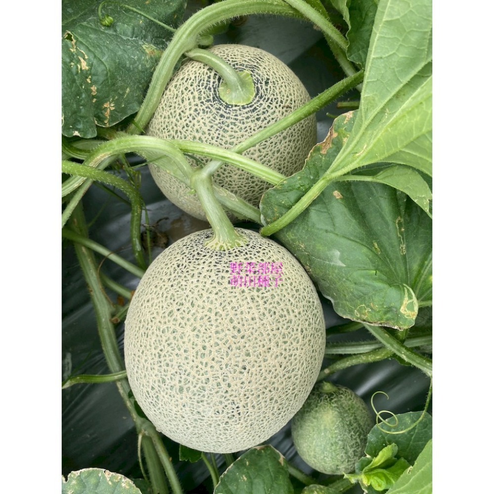 【萌田種子~】R51 紅櫻洋香瓜種子1粒 ,秋冬季品種 ,紅肉 ,皮薄果肉厚 ,網紋洋香瓜 ,抗病性強~-細節圖7