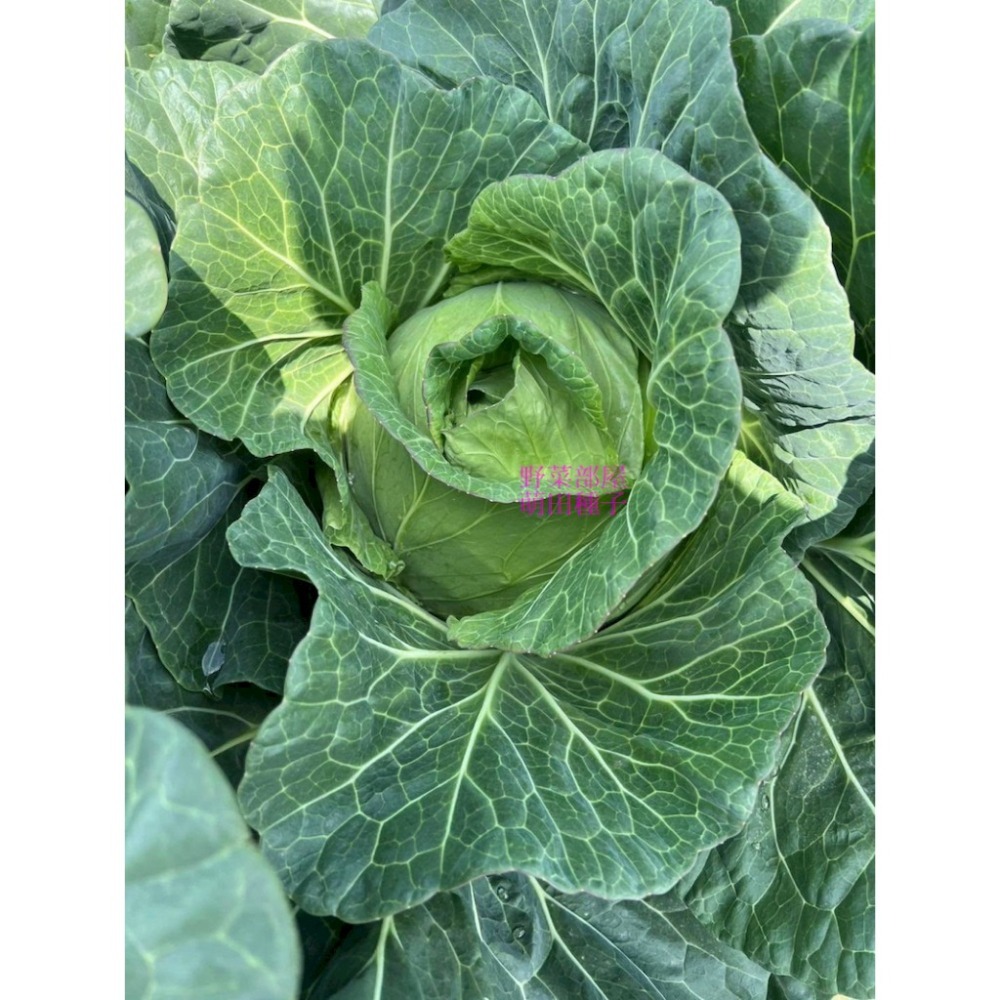 【萌田種子~】E90 和生70高麗菜種子0.42公克(約70粒) ,耐黑腐病較強 ,早熟 ,質地脆嫩 ,味甜 ,甘藍~-細節圖2