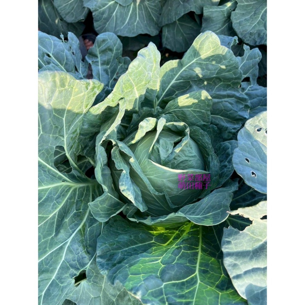 【萌田種子~】E90 和生70高麗菜種子0.42公克(約70粒) ,耐黑腐病較強 ,早熟 ,質地脆嫩 ,味甜 ,甘藍~-細節圖4