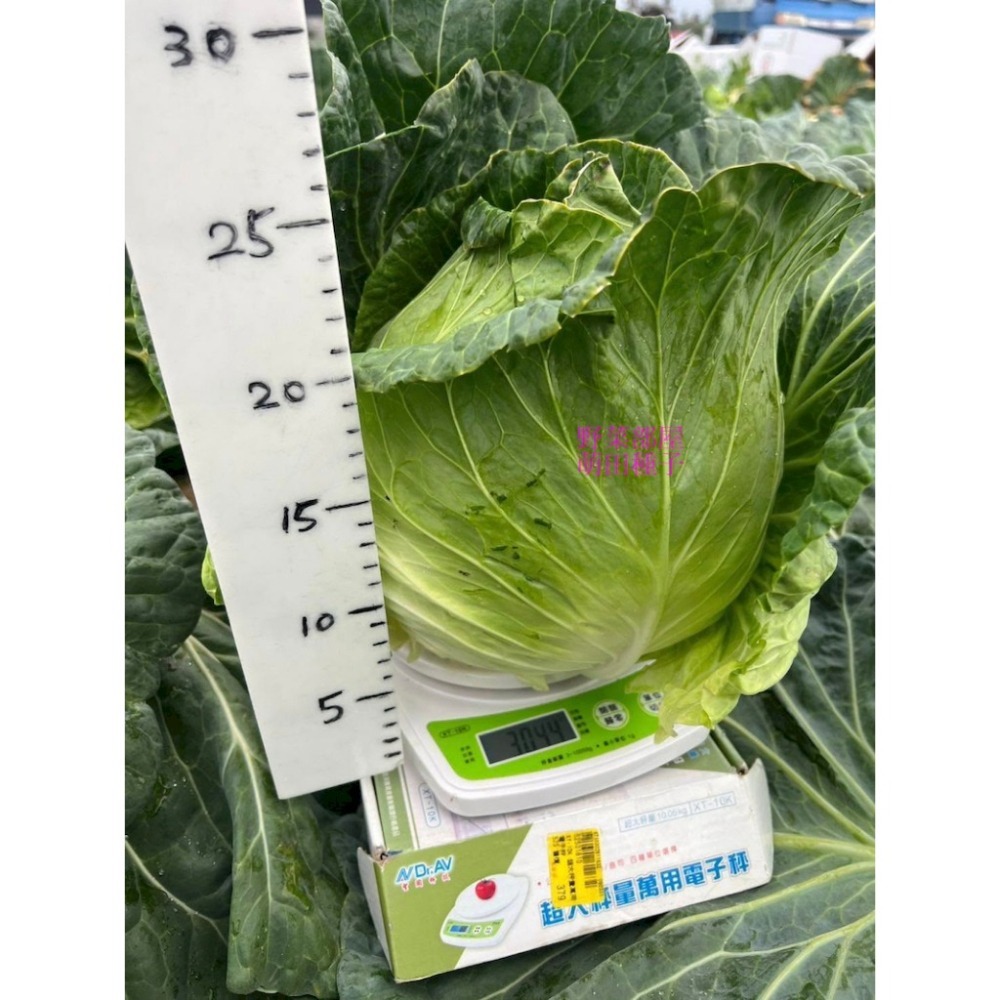 【萌田種子~】E90 和生70高麗菜種子0.42公克(約70粒) ,耐黑腐病較強 ,早熟 ,質地脆嫩 ,味甜 ,甘藍~-細節圖5