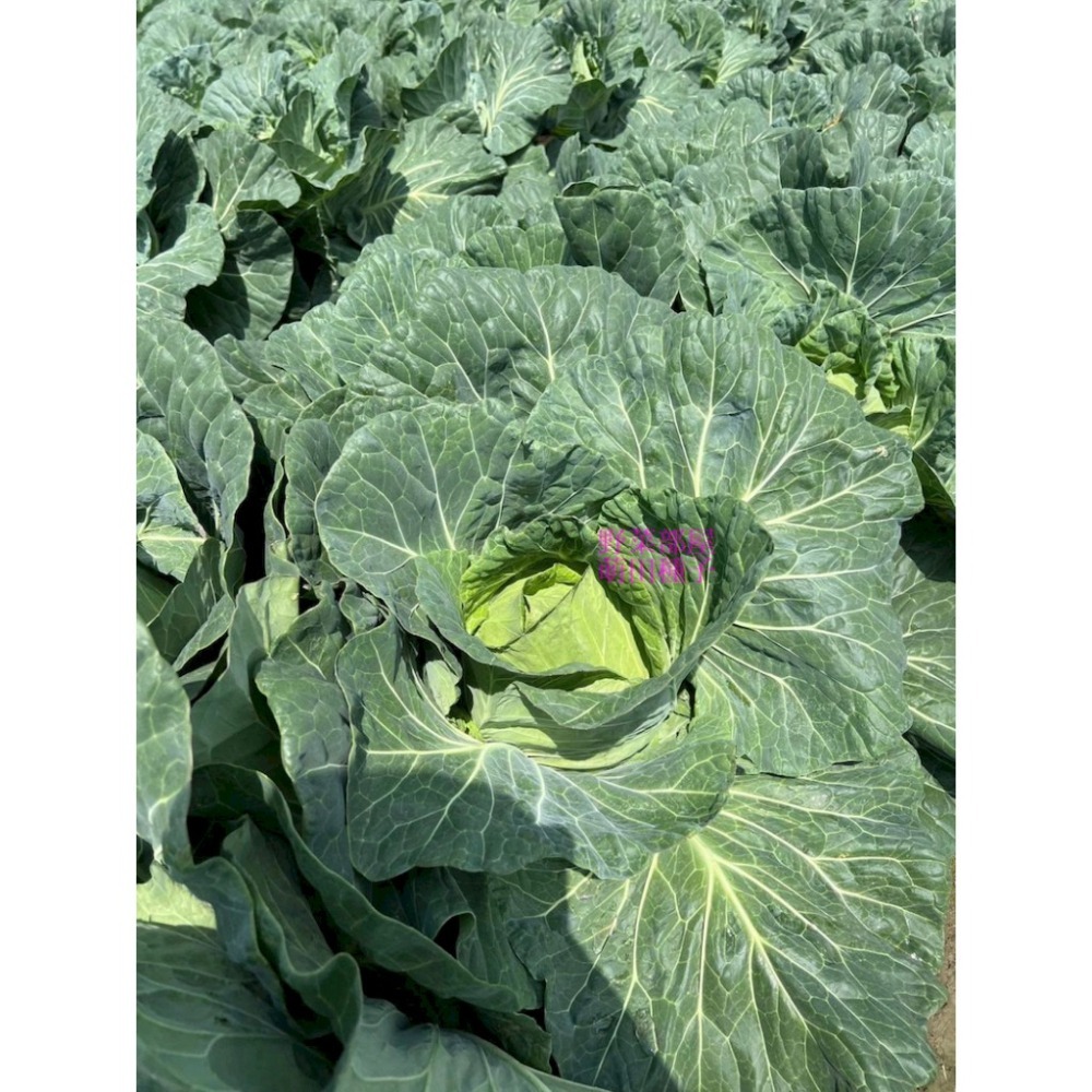 【萌田種子~】E90 和生70高麗菜種子0.42公克(約70粒) ,耐黑腐病較強 ,早熟 ,質地脆嫩 ,味甜 ,甘藍~-細節圖6