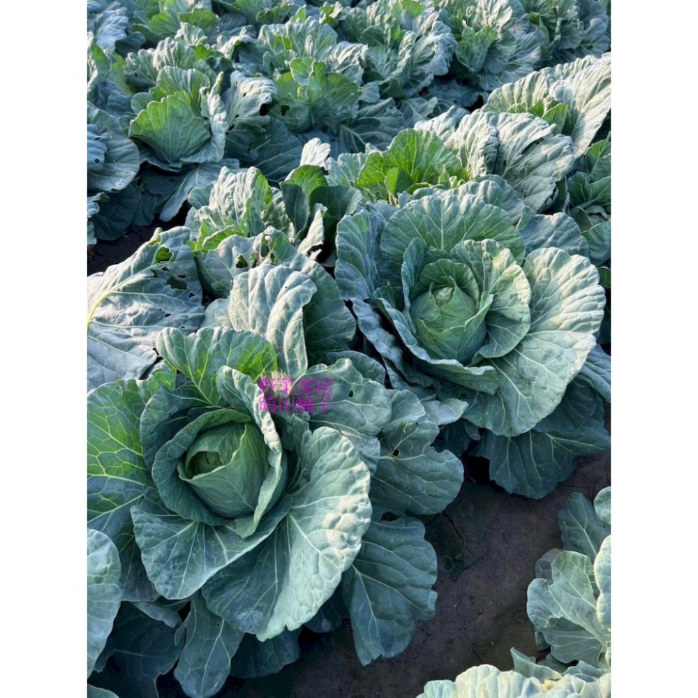 【萌田種子~】E90 和生70高麗菜種子0.42公克(約70粒) ,耐黑腐病較強 ,早熟 ,質地脆嫩 ,味甜 ,甘藍~-細節圖7