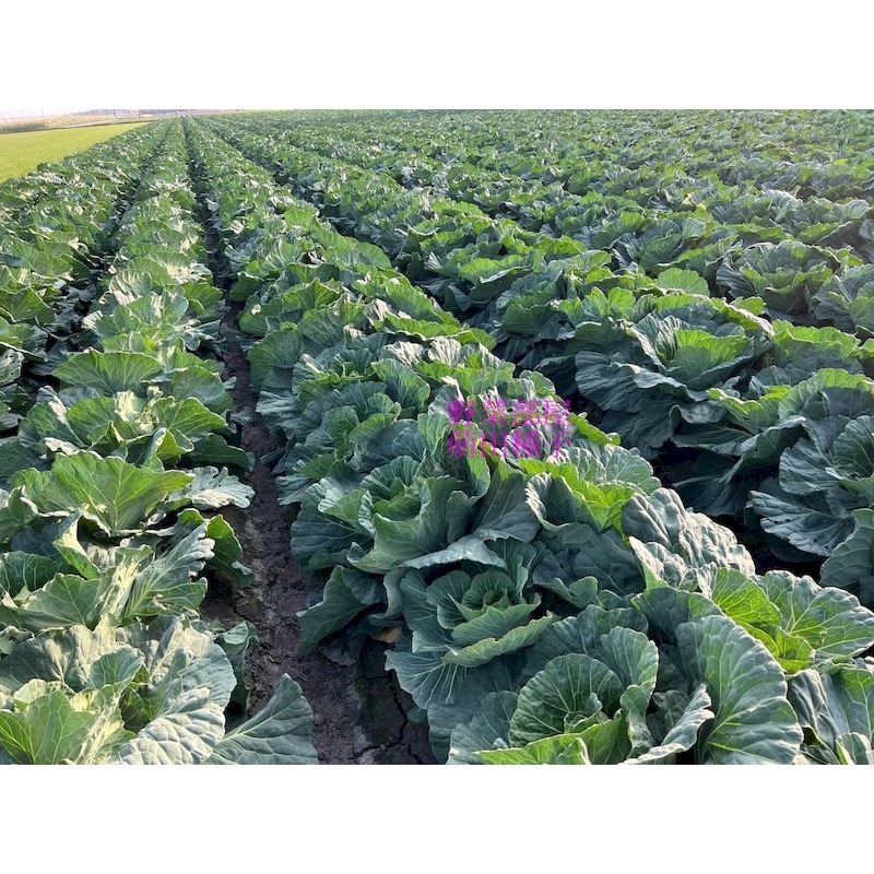 【萌田種子~】E90 和生70高麗菜種子0.42公克(約70粒) ,耐黑腐病較強 ,早熟 ,質地脆嫩 ,味甜 ,甘藍~-細節圖8