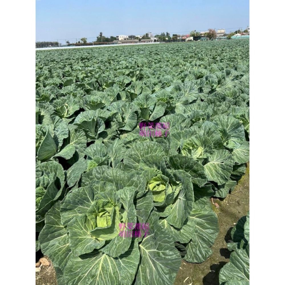 【萌田種子~】E90 和生70高麗菜種子0.42公克(約70粒) ,耐黑腐病較強 ,早熟 ,質地脆嫩 ,味甜 ,甘藍~-細節圖9