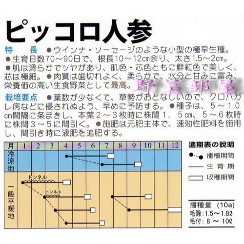 【萌田種子~】I08 甜心小人參種子1公克(約900粒) , 迷你胡蘿蔔~-細節圖2