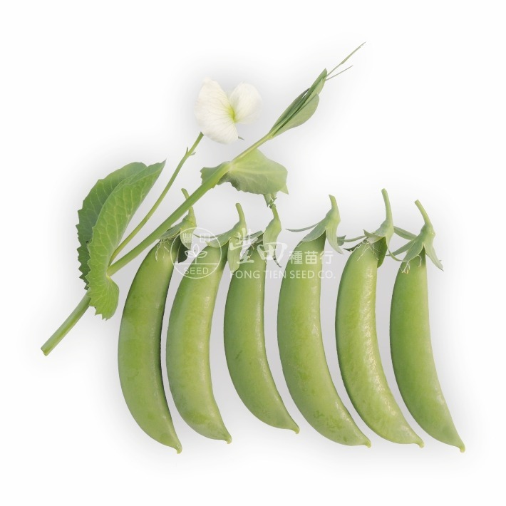【萌田種子~】J30 津津甜豌豆種子14公克(約70粒) ,耐乾旱 ,抗病力強 ,採收期長 ,甜豌豆種子~-細節圖2