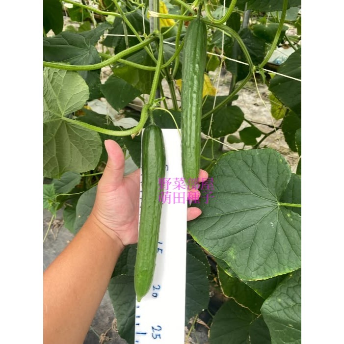 【萌田種子~】K91 CU223小黃瓜種子5粒 ,日系小黃瓜 ,高雌性 ,223小黃瓜 ,直果率高, 果型佳~-細節圖2
