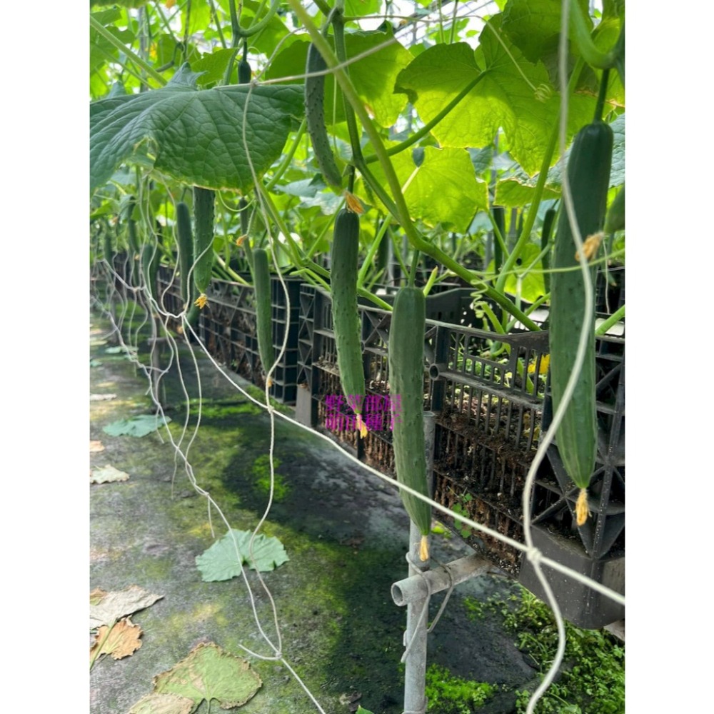 【萌田種子~】K91 CU223小黃瓜種子5粒 ,日系小黃瓜 ,高雌性 ,223小黃瓜 ,直果率高, 果型佳~-細節圖4