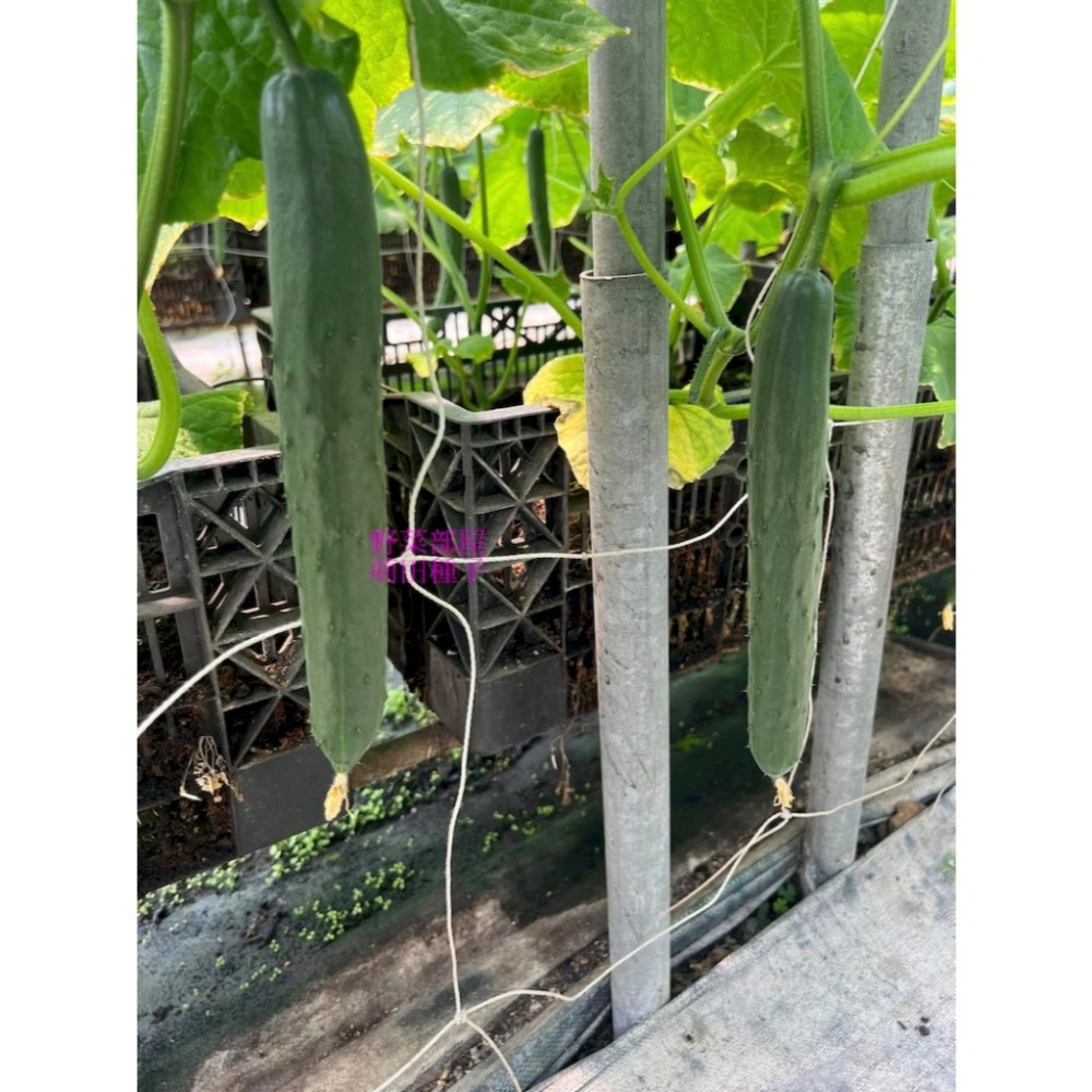 【萌田種子~】K91 CU223小黃瓜種子5粒 ,日系小黃瓜 ,高雌性 ,223小黃瓜 ,直果率高, 果型佳~-細節圖5