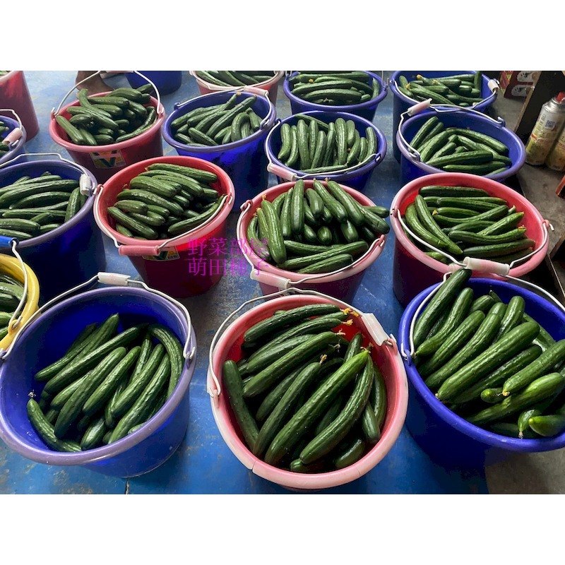 【萌田種子~】K91 CU223小黃瓜種子5粒 ,日系小黃瓜 ,高雌性 ,223小黃瓜 ,直果率高, 果型佳~-細節圖6